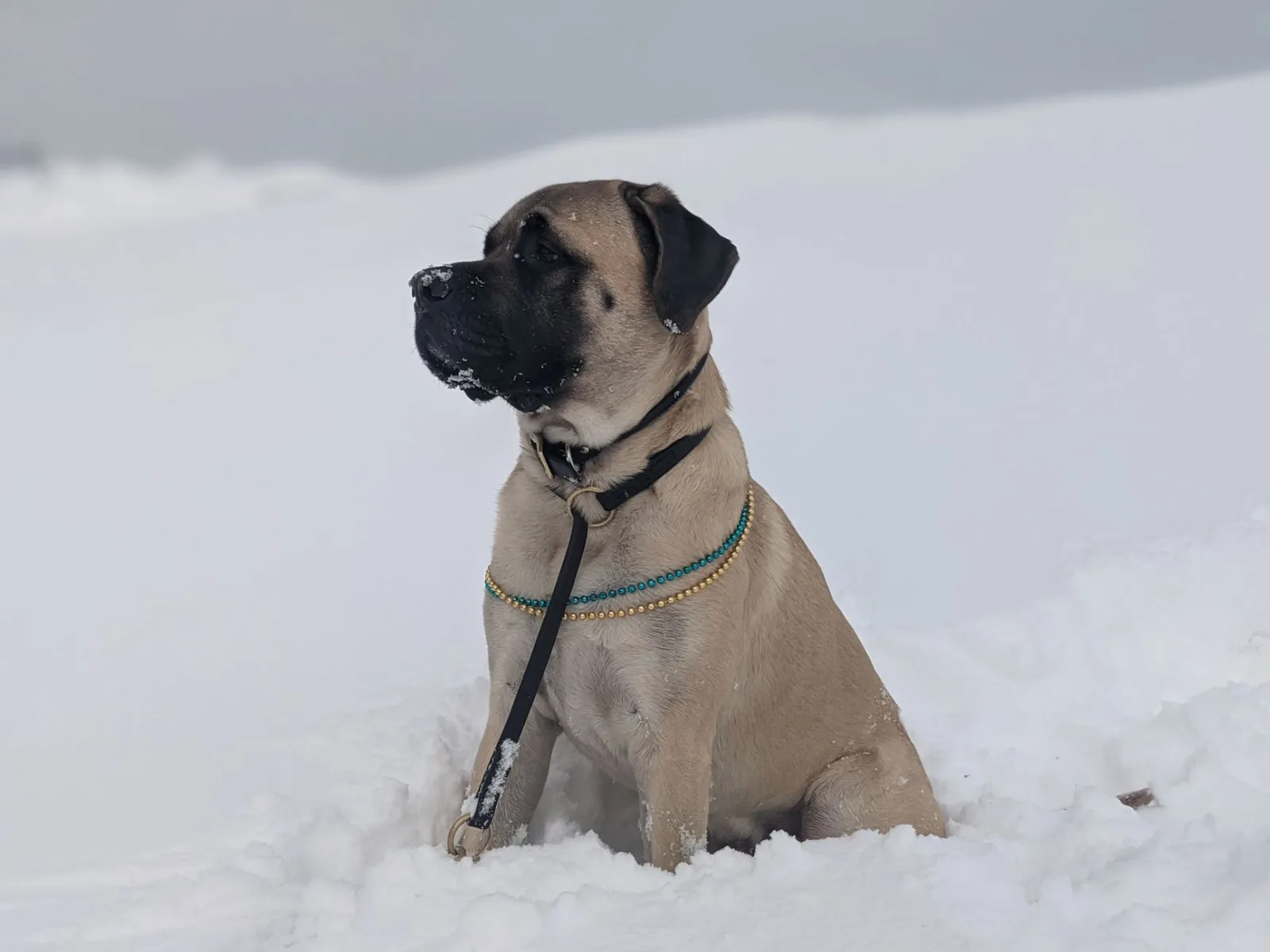 English Mastiff 1