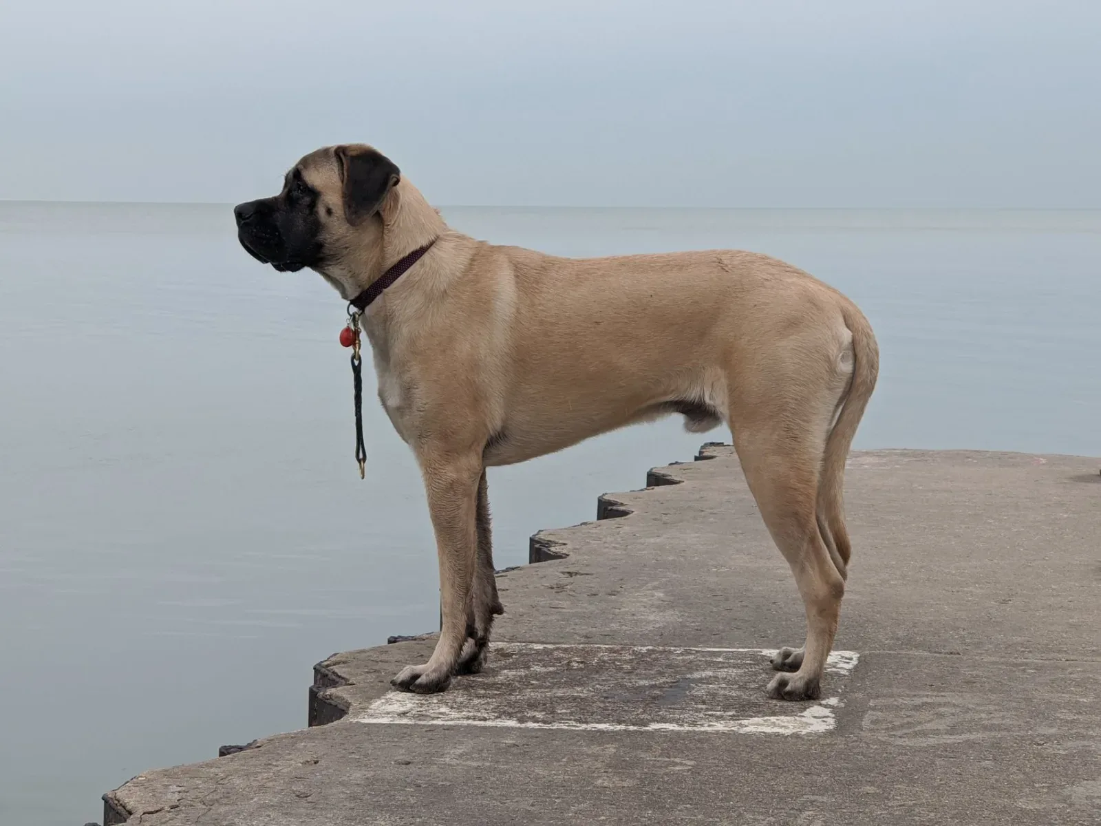 English Mastiff 2