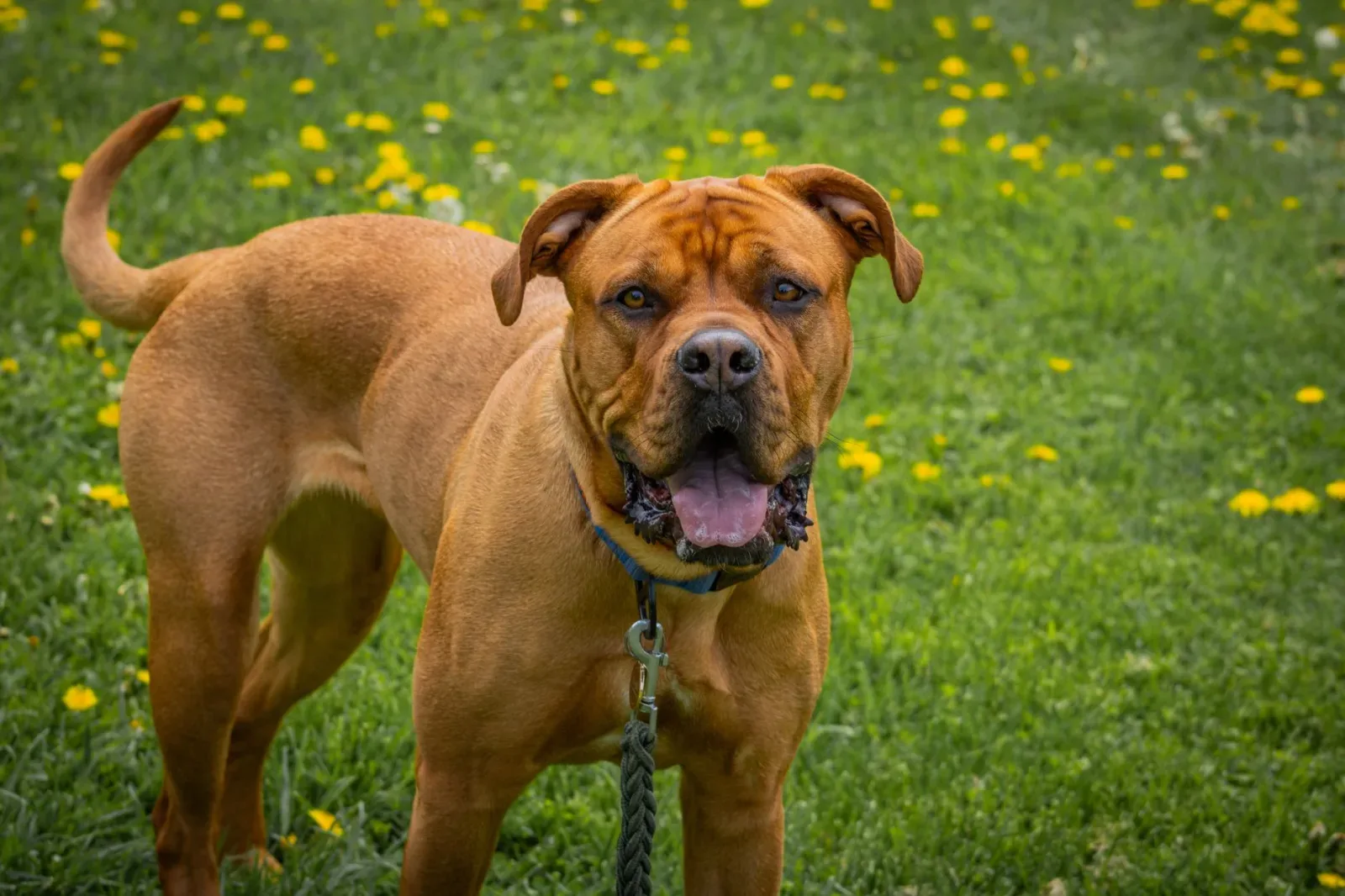 English Mastiff 3