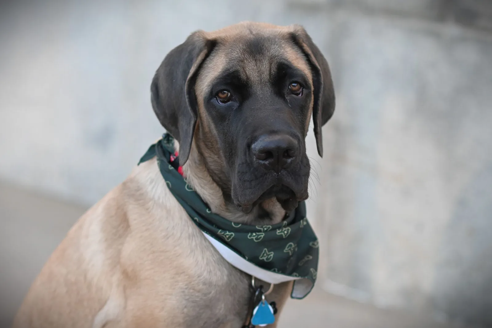 English Mastiff 4