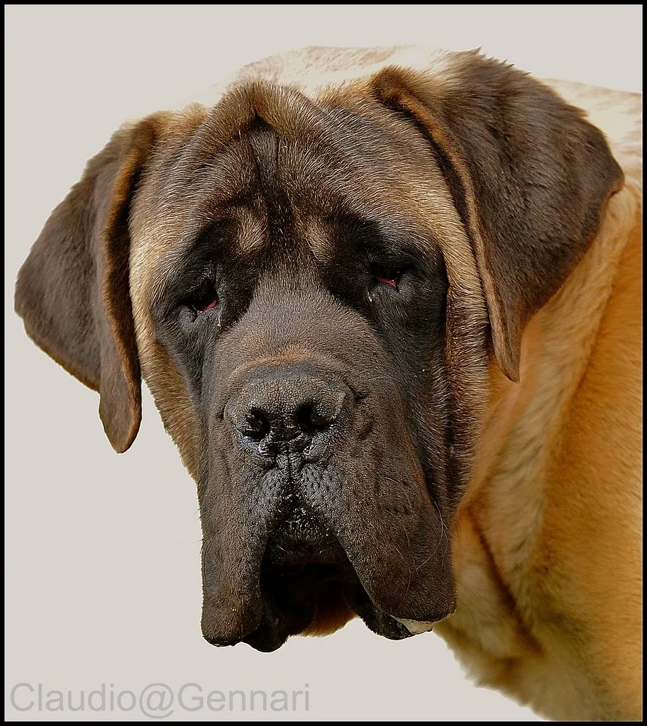 English Mastiff 5