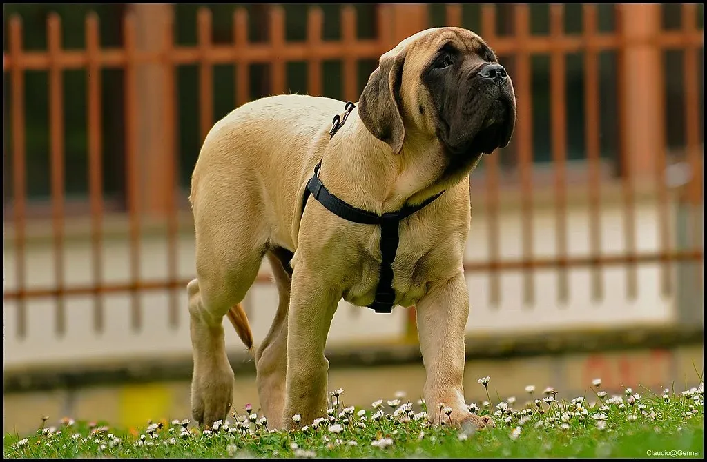 English Mastiff 6