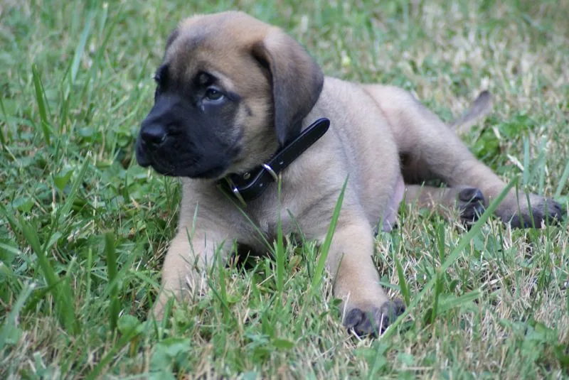 English Mastiff 7