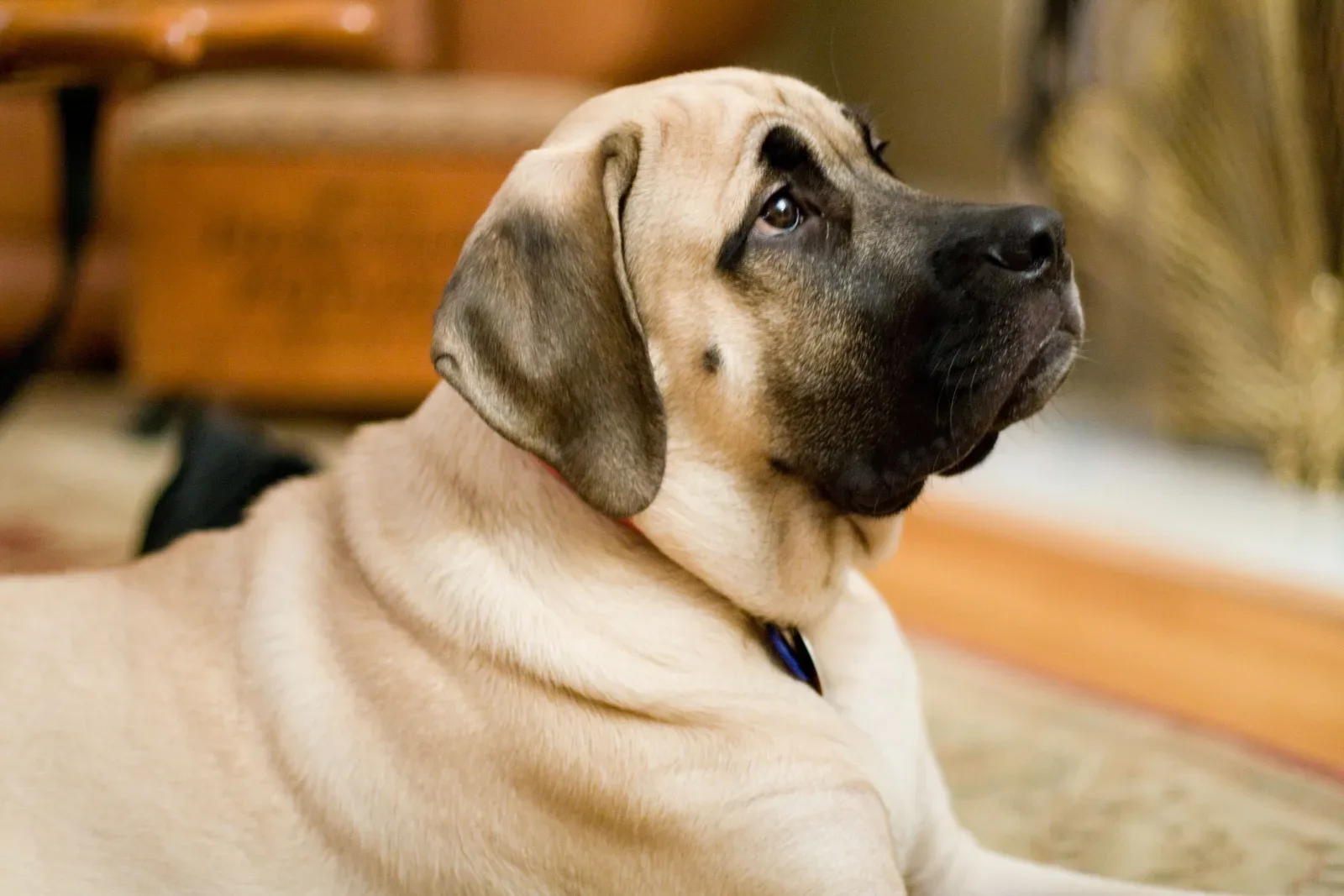 English Mastiff 8