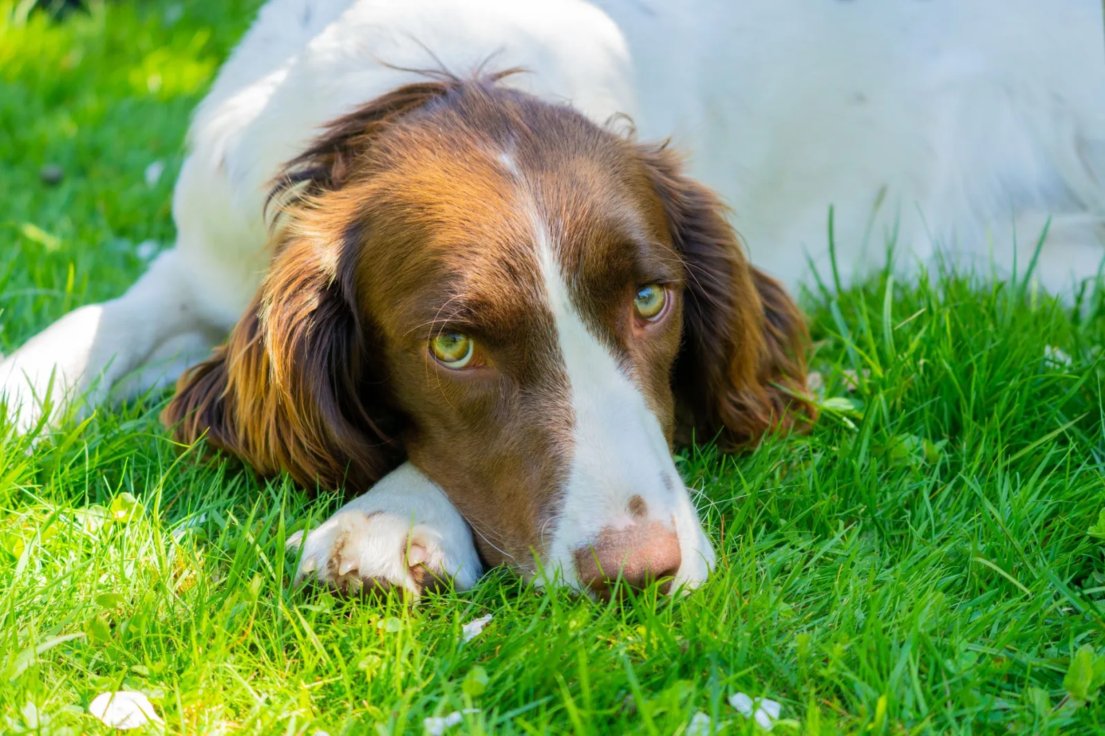 English Springer Spaniel 1
