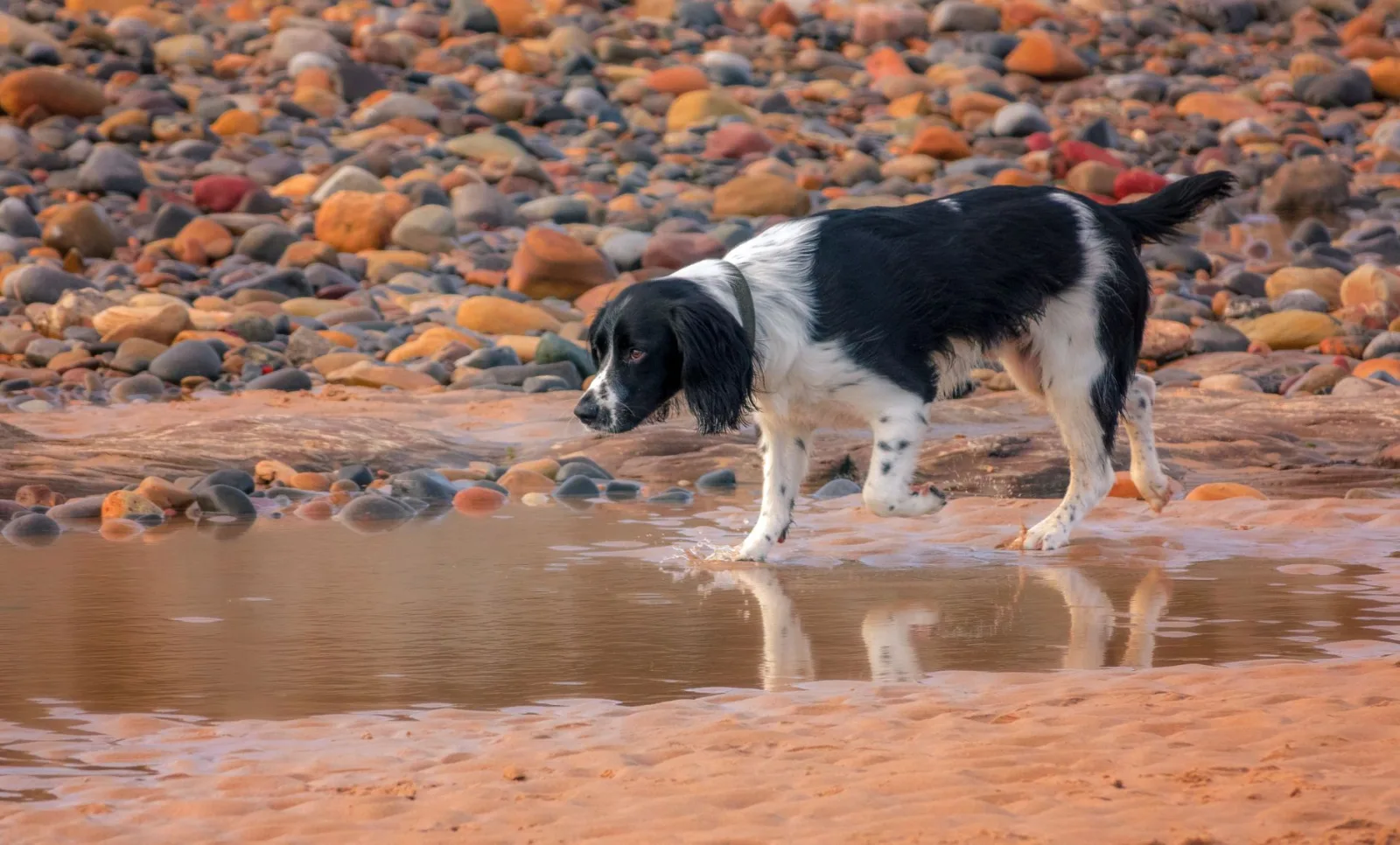 English Springer Spaniel 10