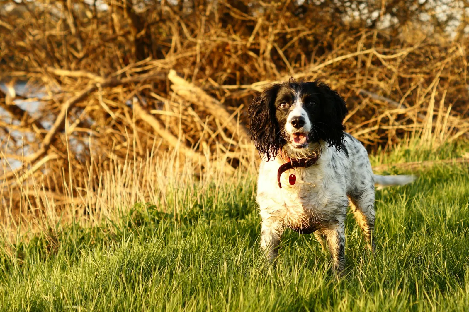 English Springer Spaniel 2