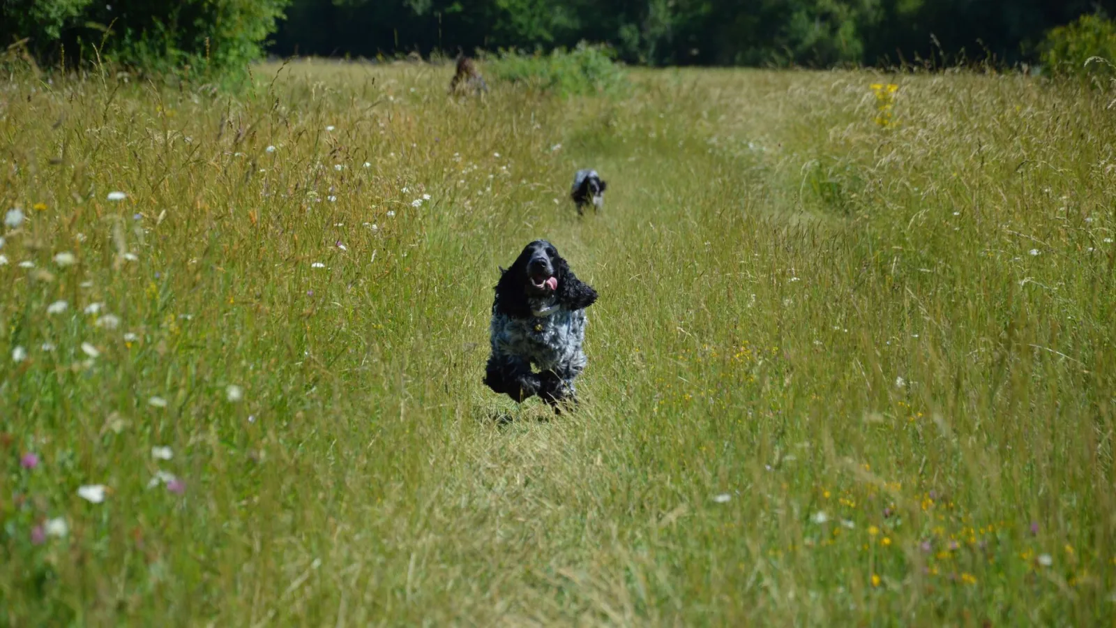 English Springer Spaniel 3