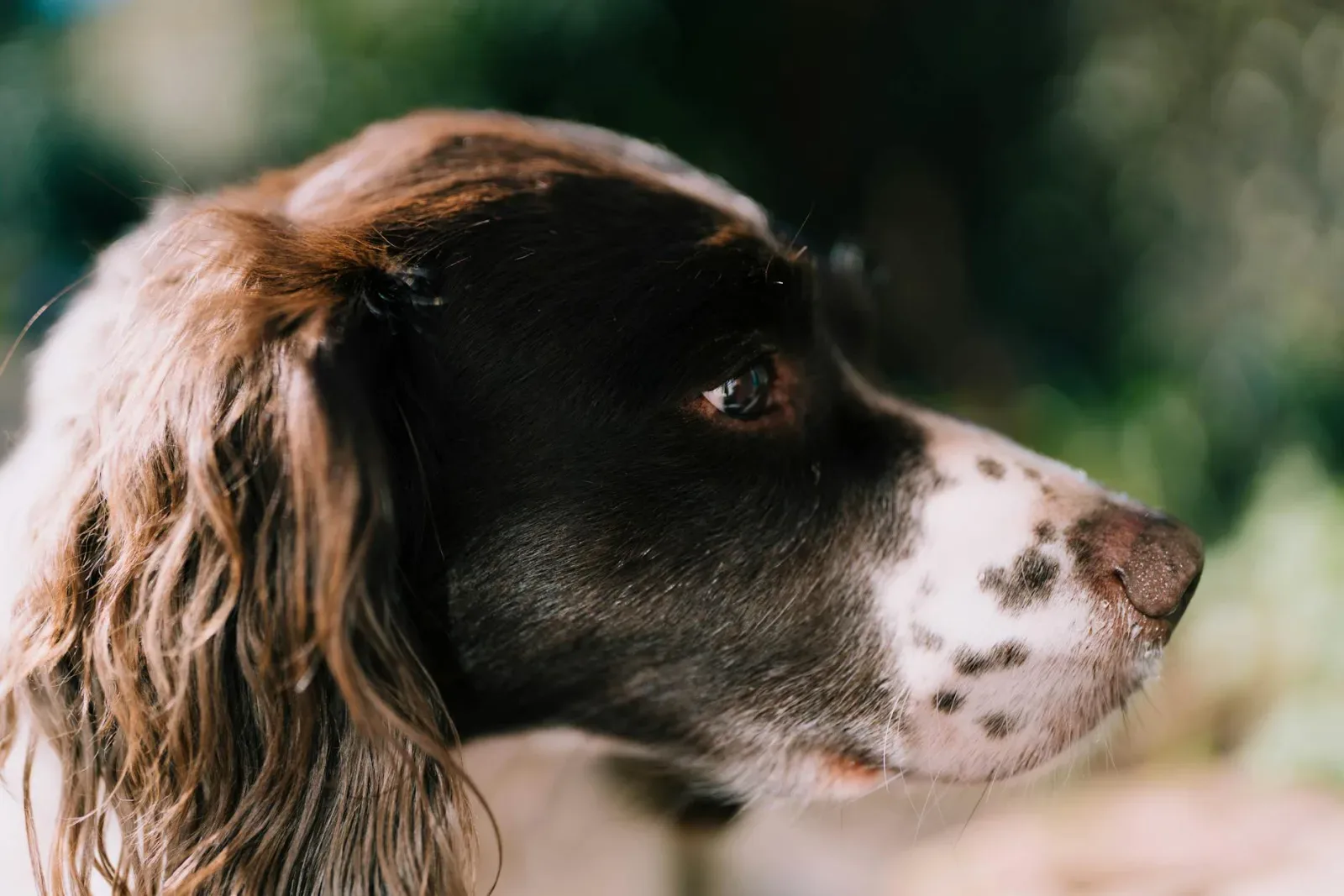 English Springer Spaniel 4
