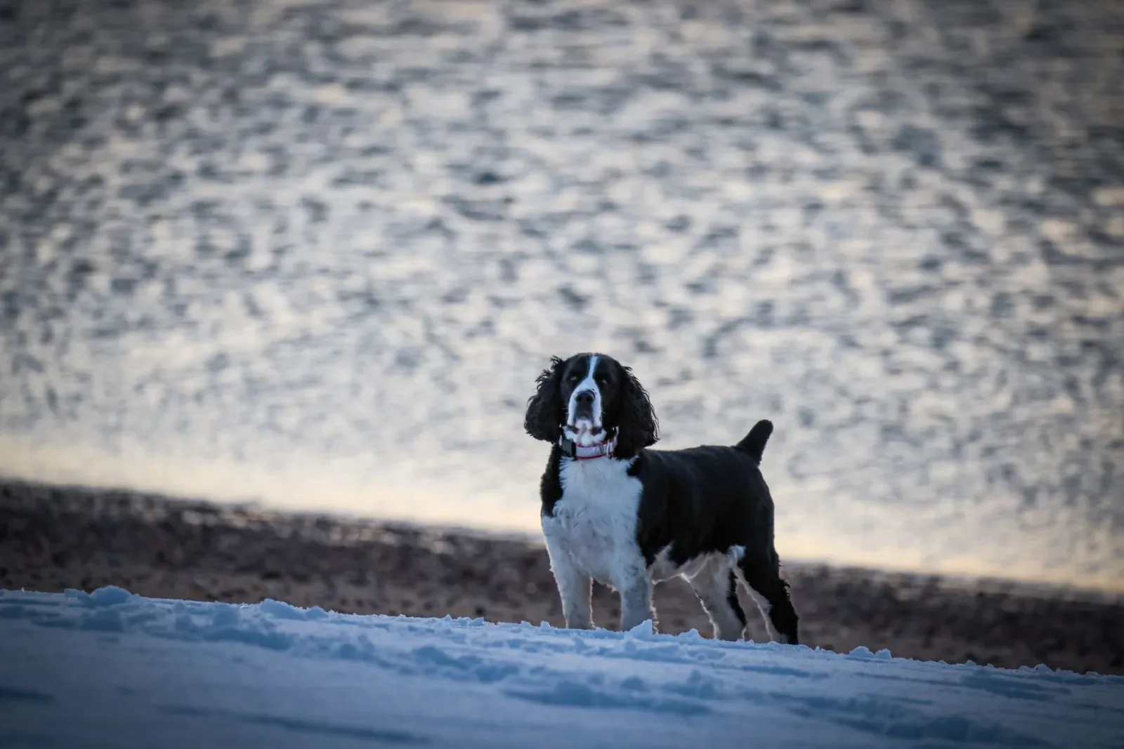 English Springer Spaniel 5