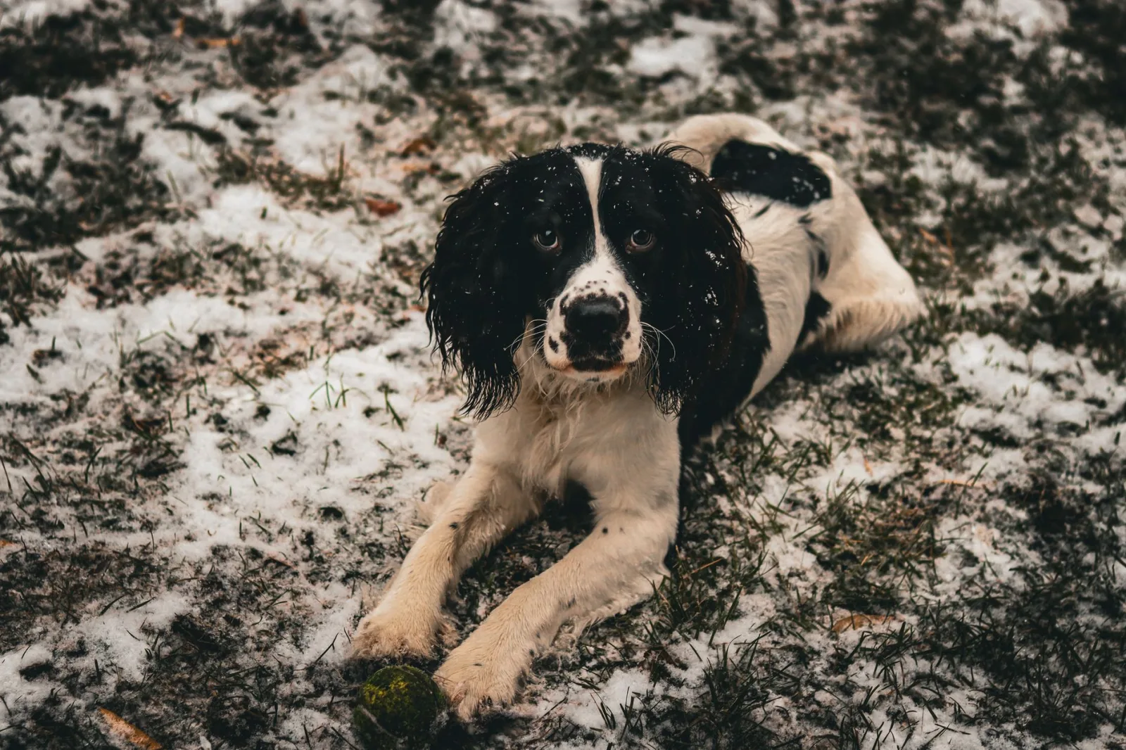 English Springer Spaniel 6