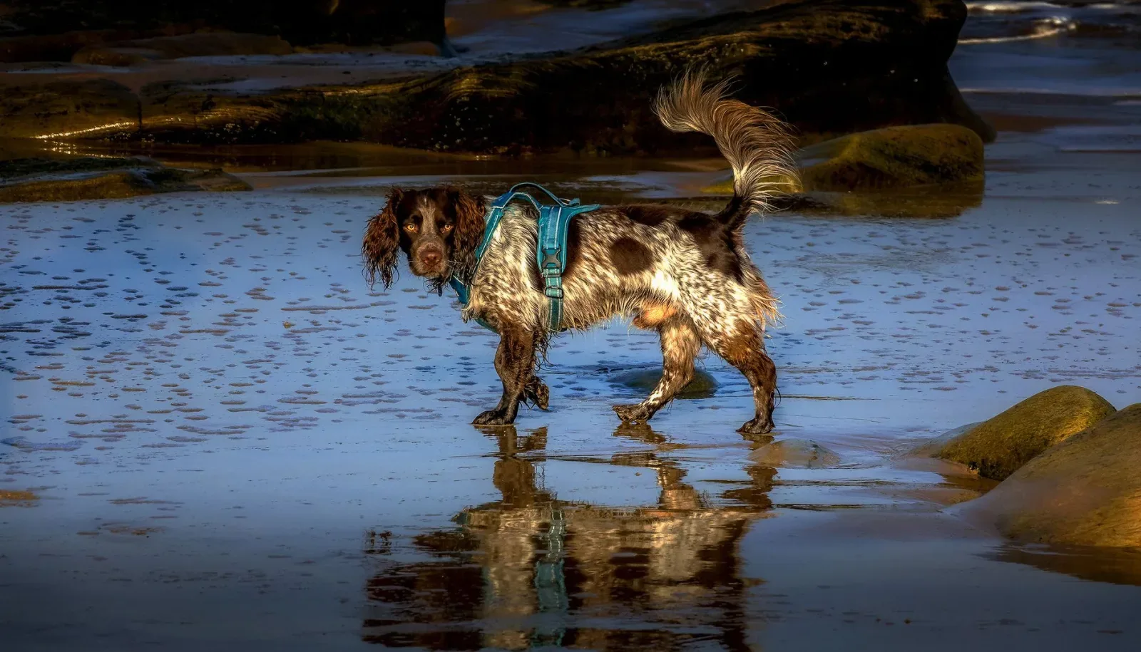 English Springer Spaniel 7