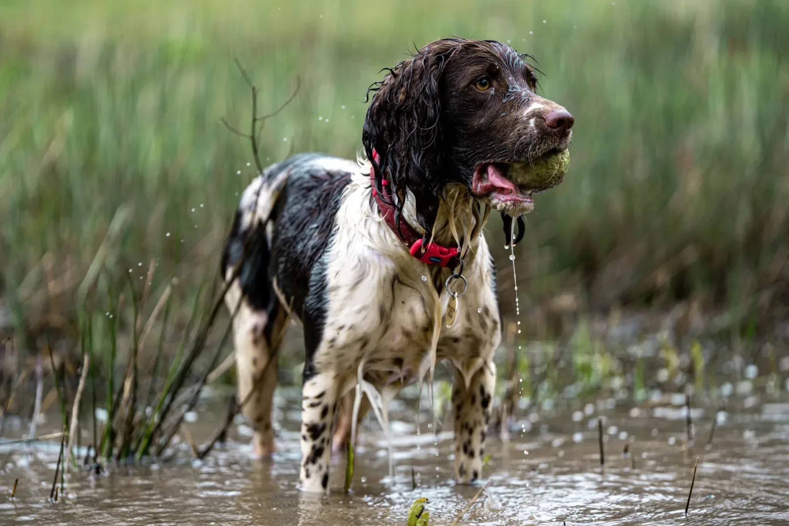 English Springer Spaniel 8