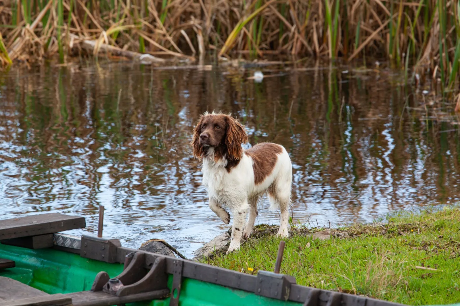 English Springer Spaniel 9