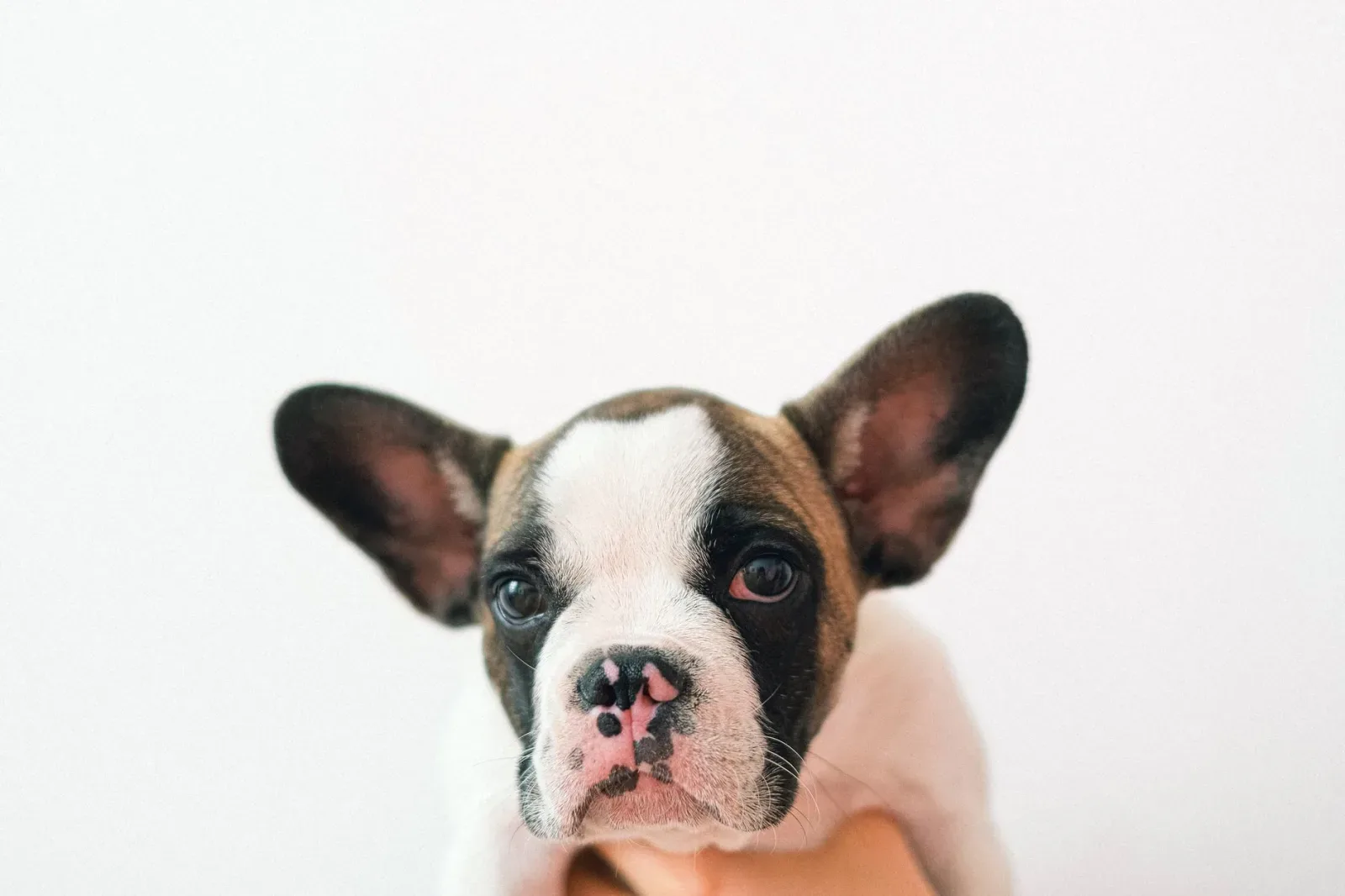 French Bulldog 1