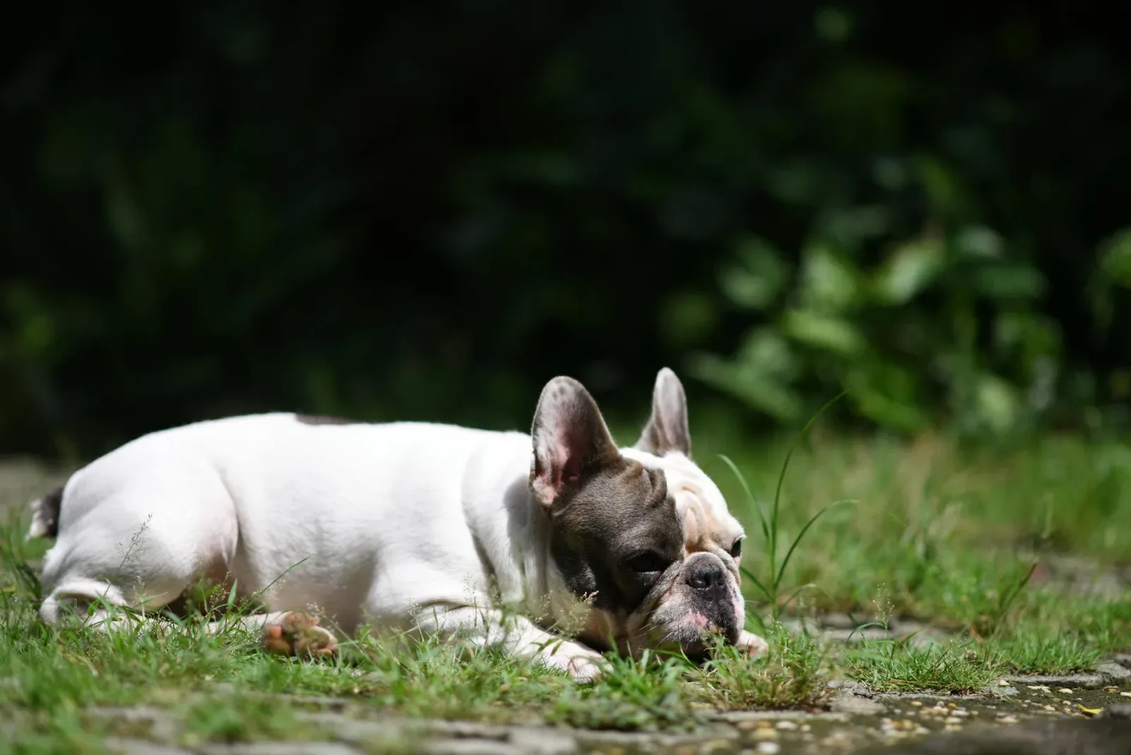 French Bulldog 10