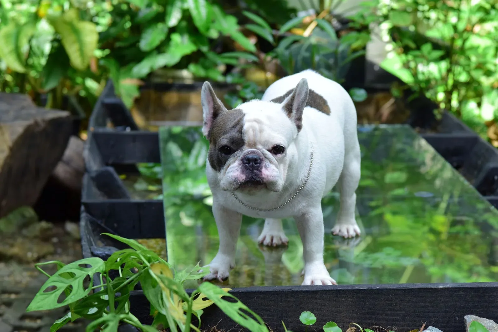French Bulldog 2