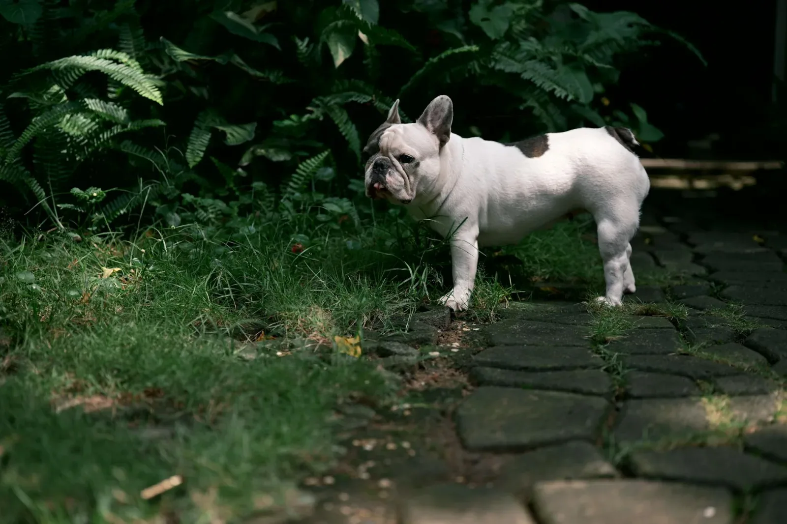 French Bulldog 3