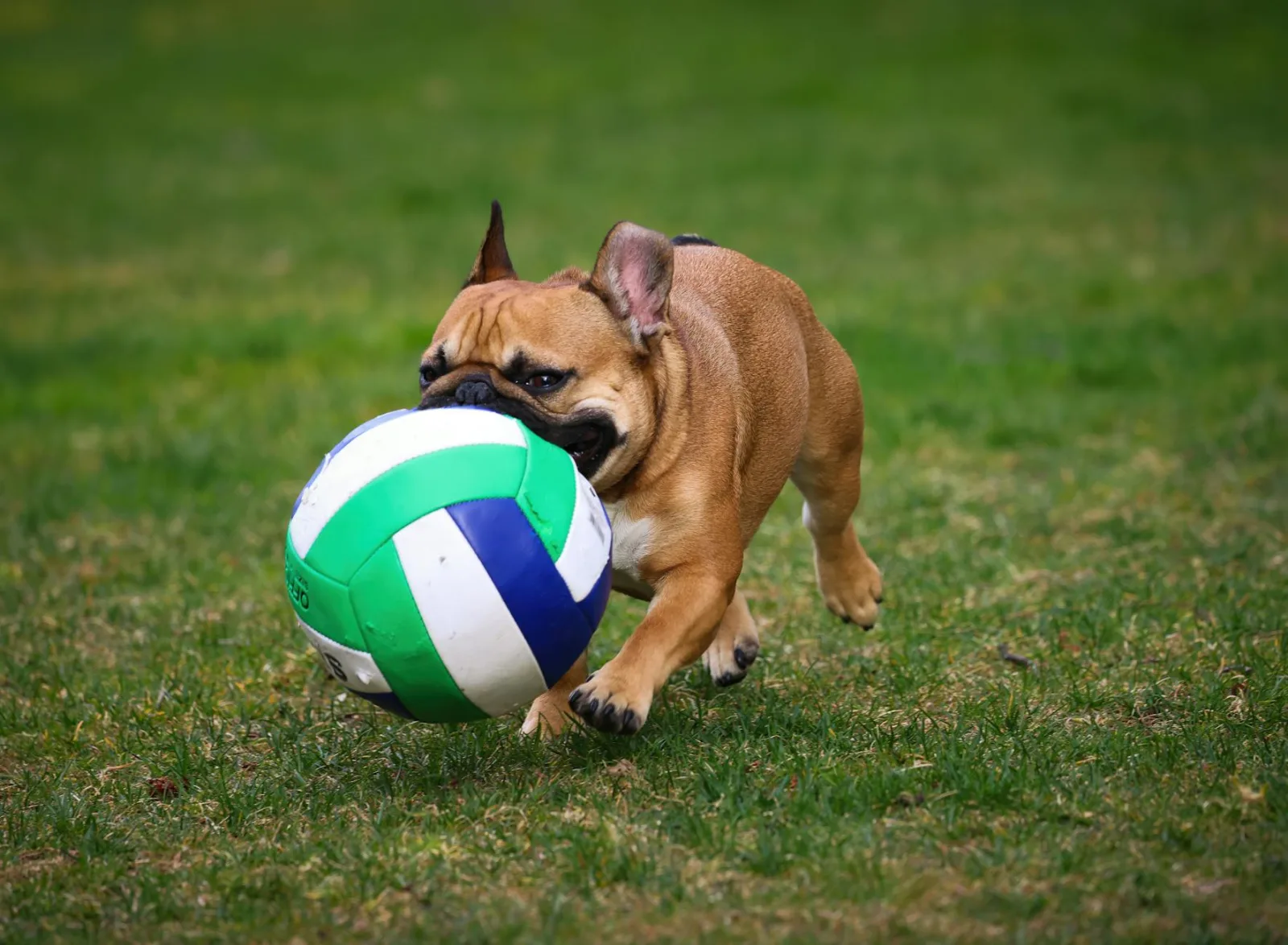 French Bulldog 4