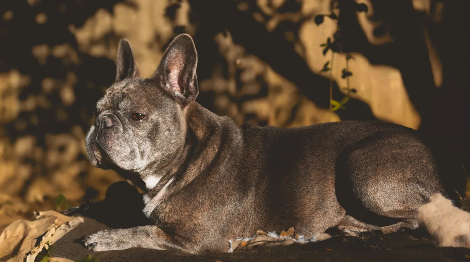 French Bulldog 5