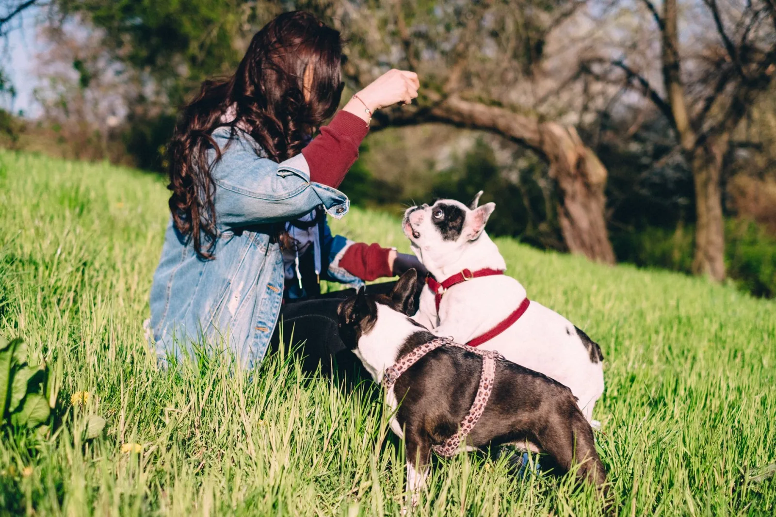 French Bulldog 6