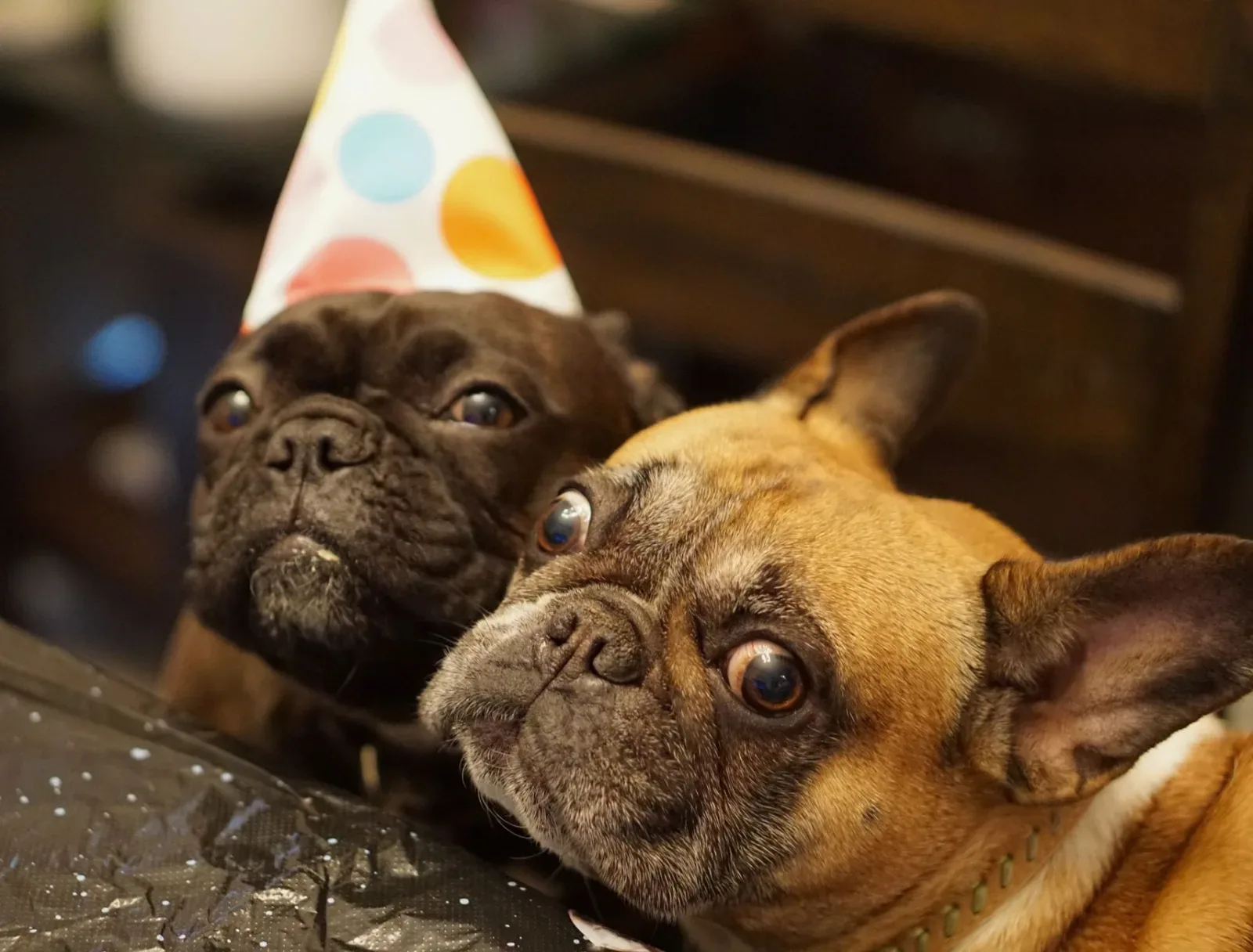 French Bulldog 7
