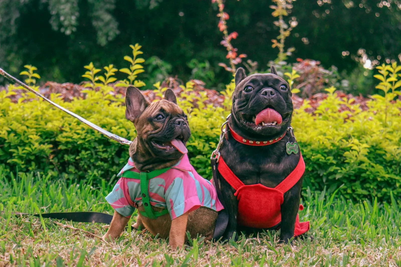 French Bulldog 8