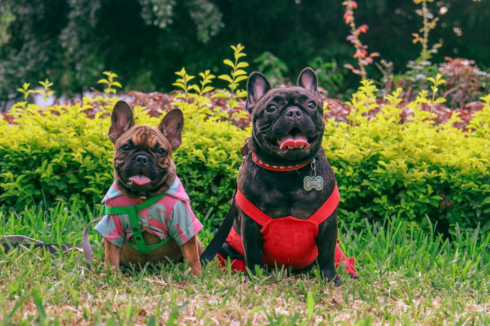 French Bulldog 9