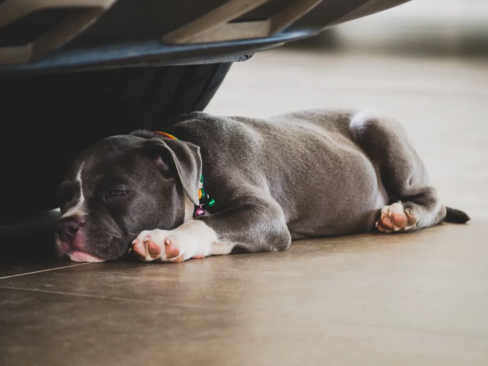 American Bully