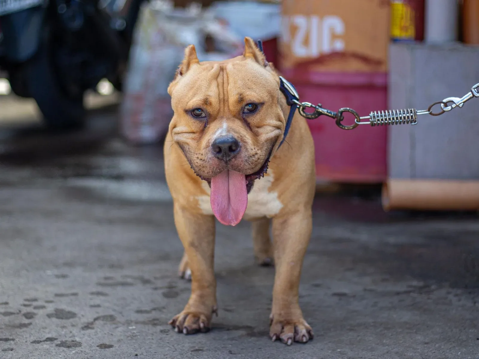American Bully 10