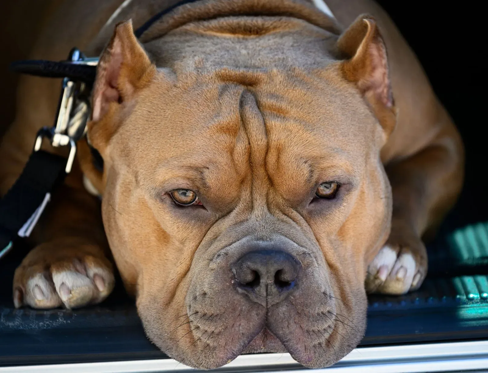 American Bully 2