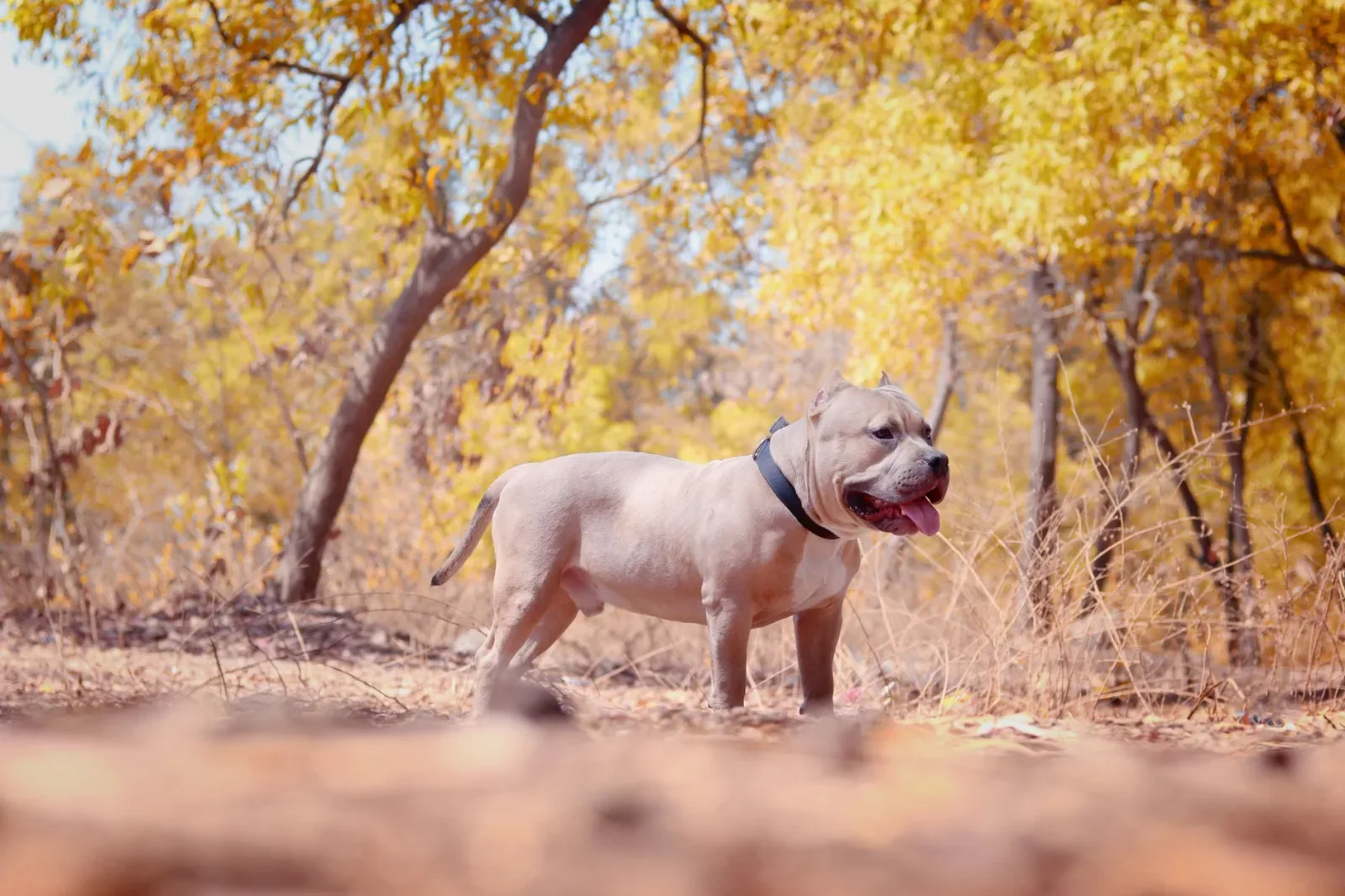 American Bully 3