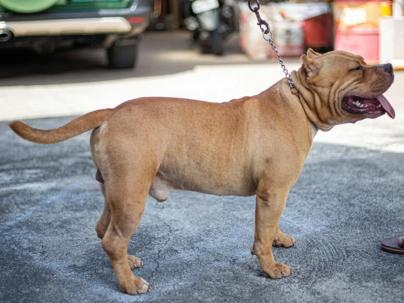 American Bully 4