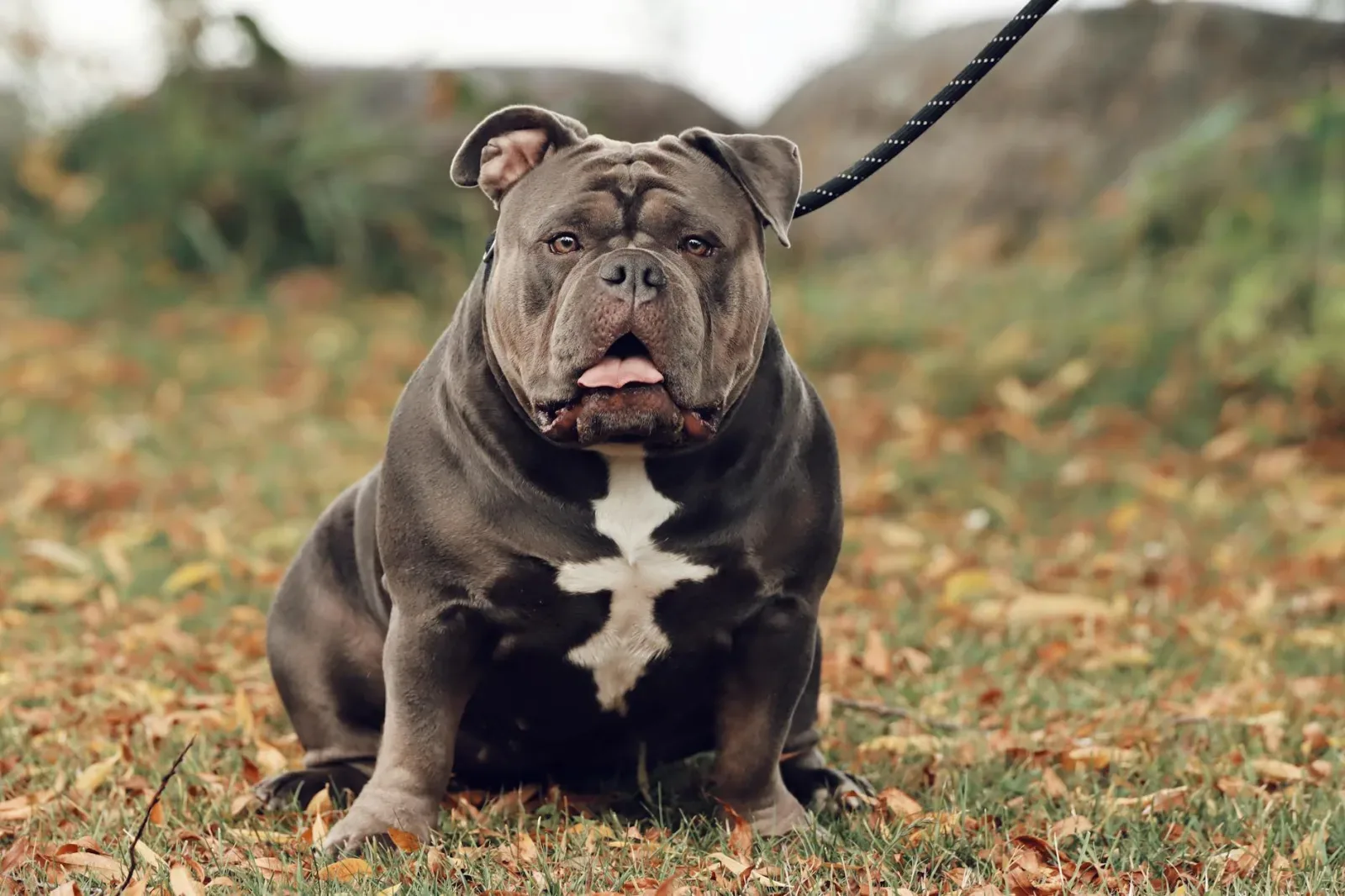 American Bully 5