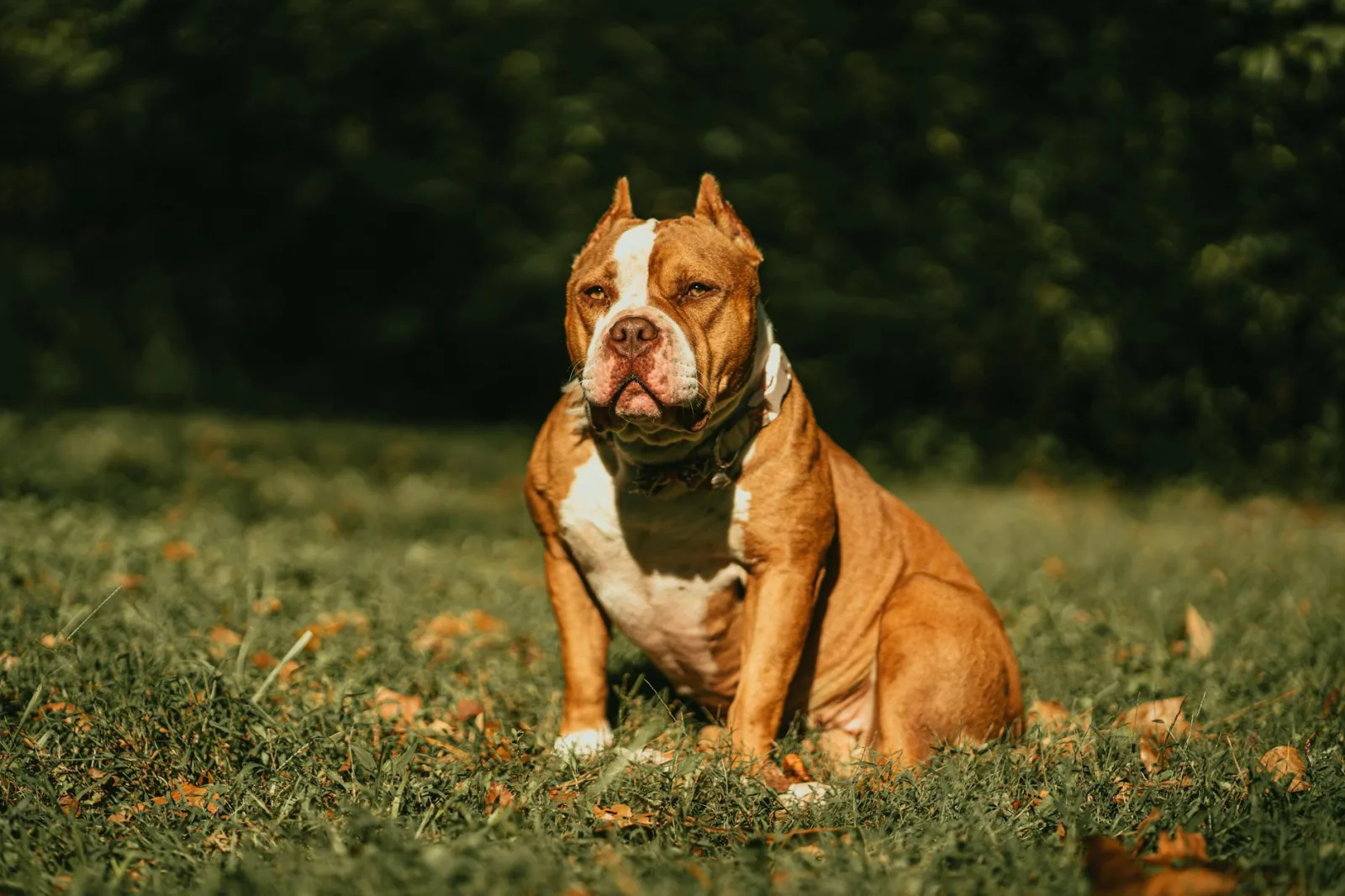 American Bully 6