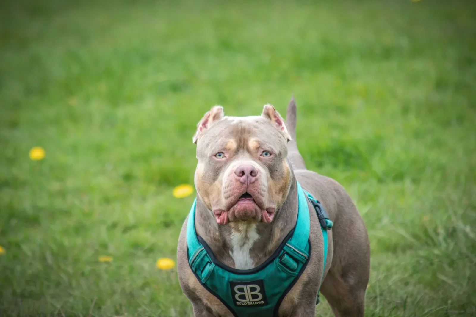 American Bully 7