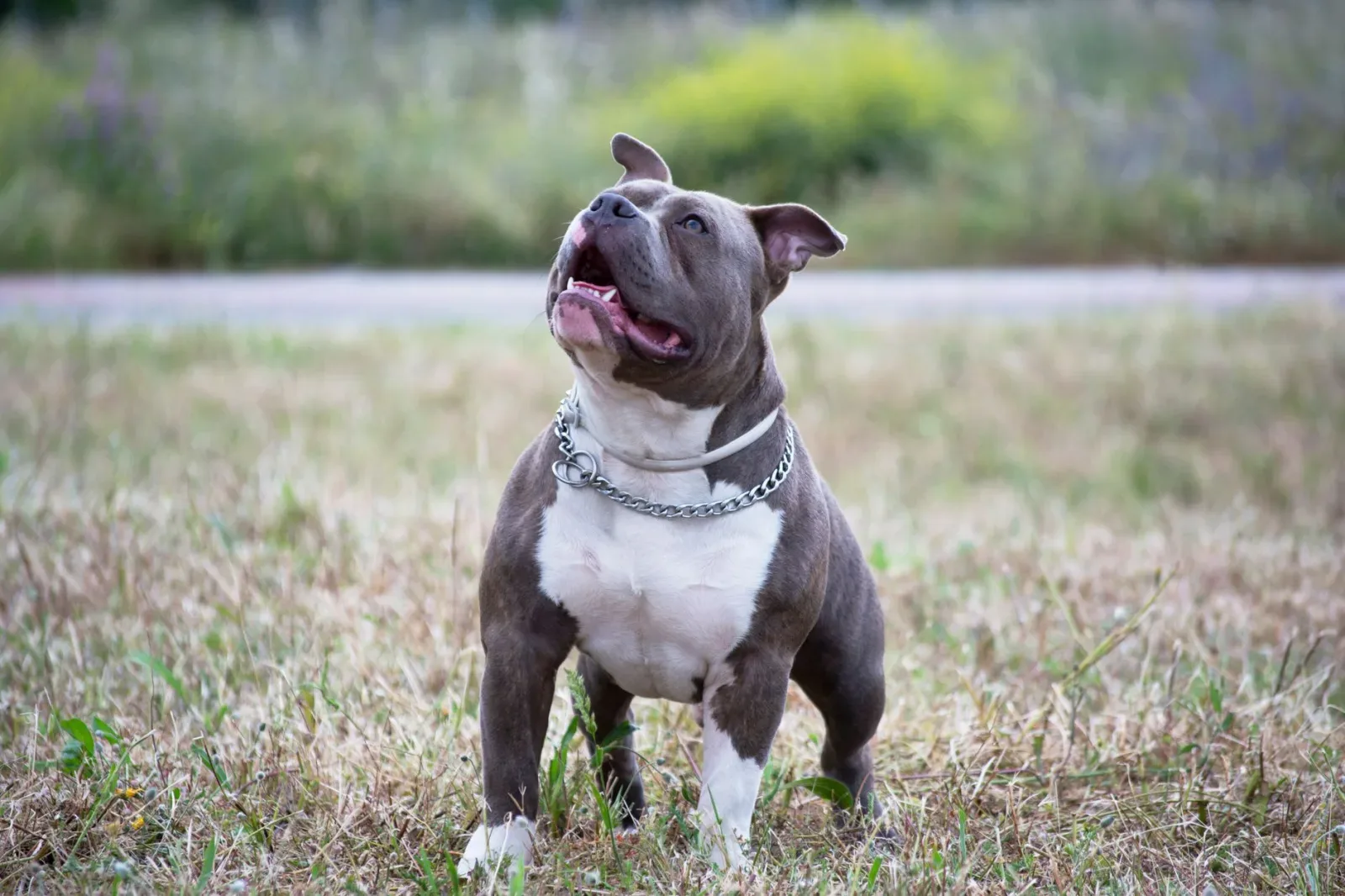 American Bully 8