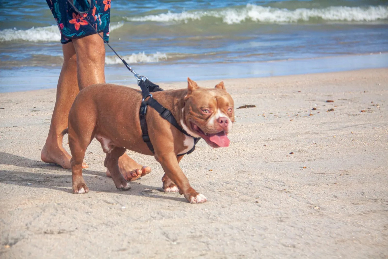American Bully 9