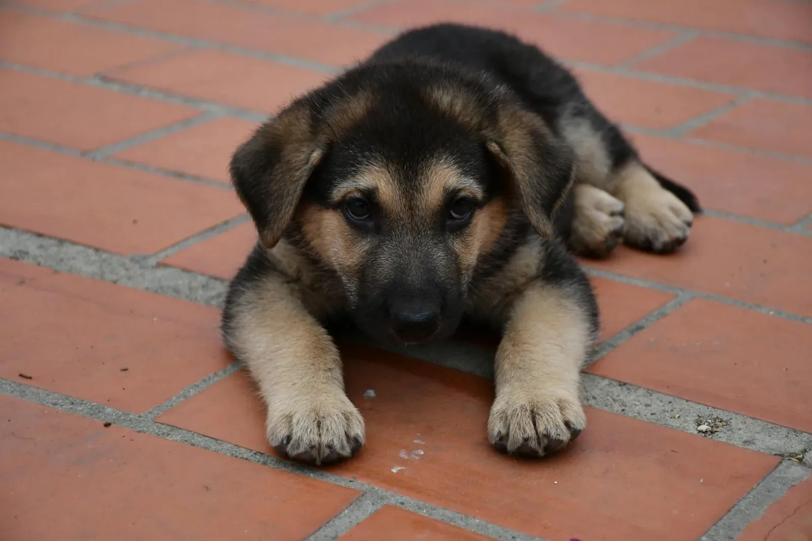 German Shepherd 1