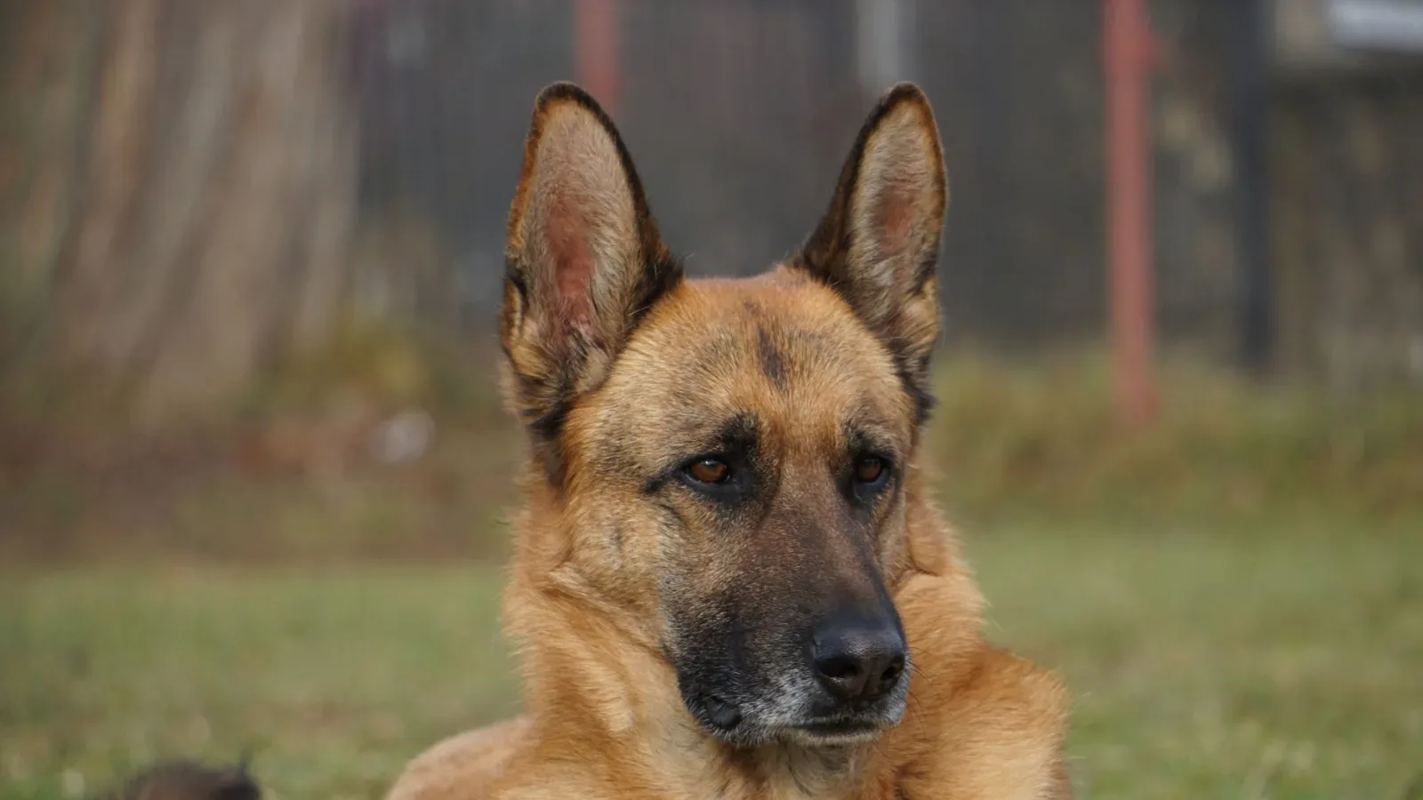 German Shepherd 10