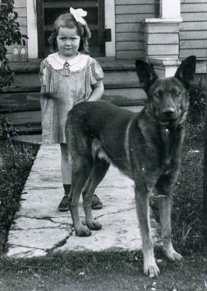 German Shepherd 2