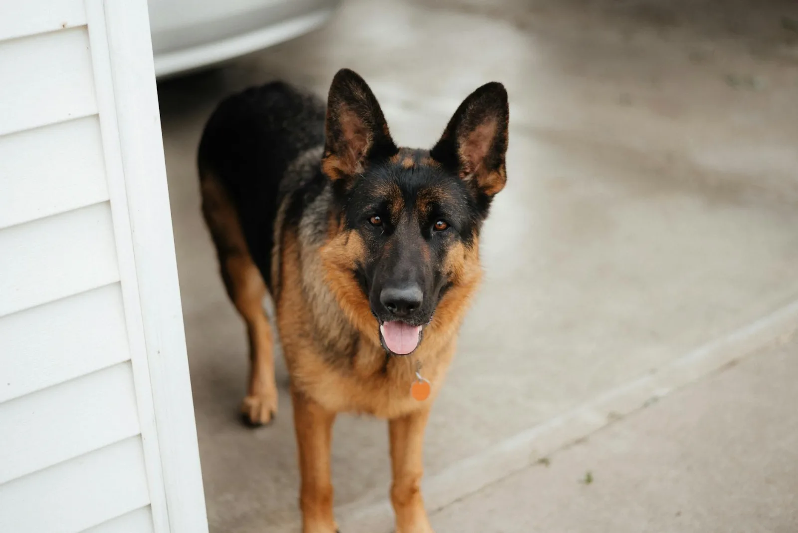 German Shepherd 3