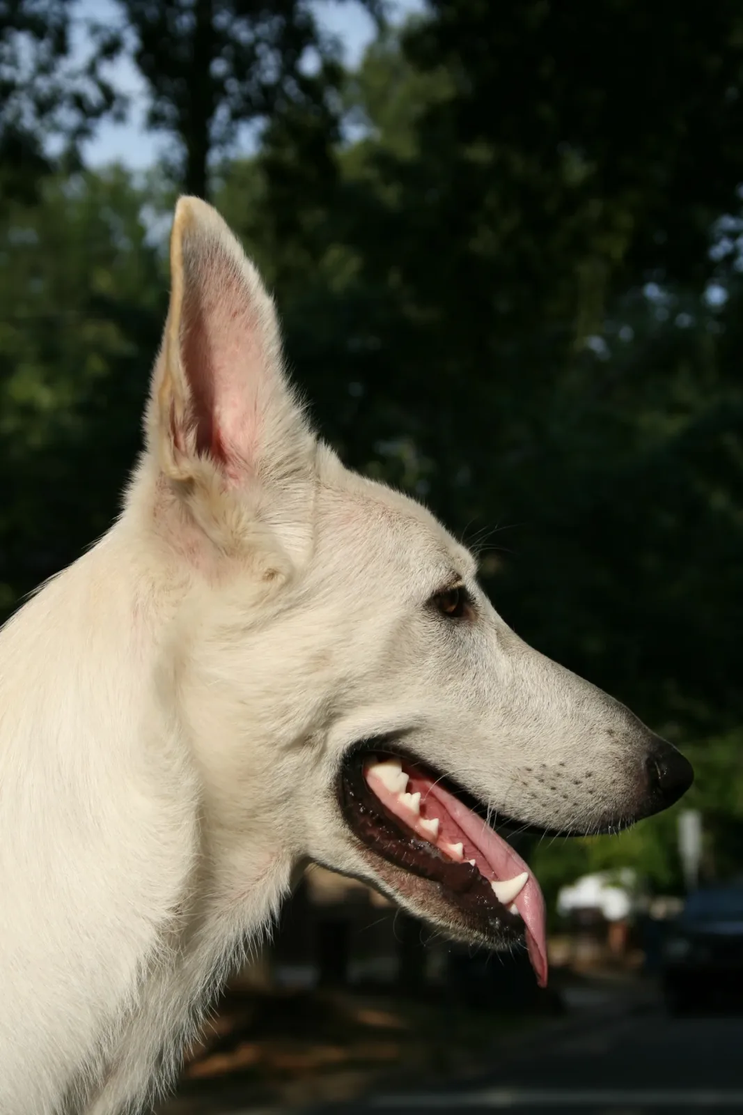 German Shepherd 5