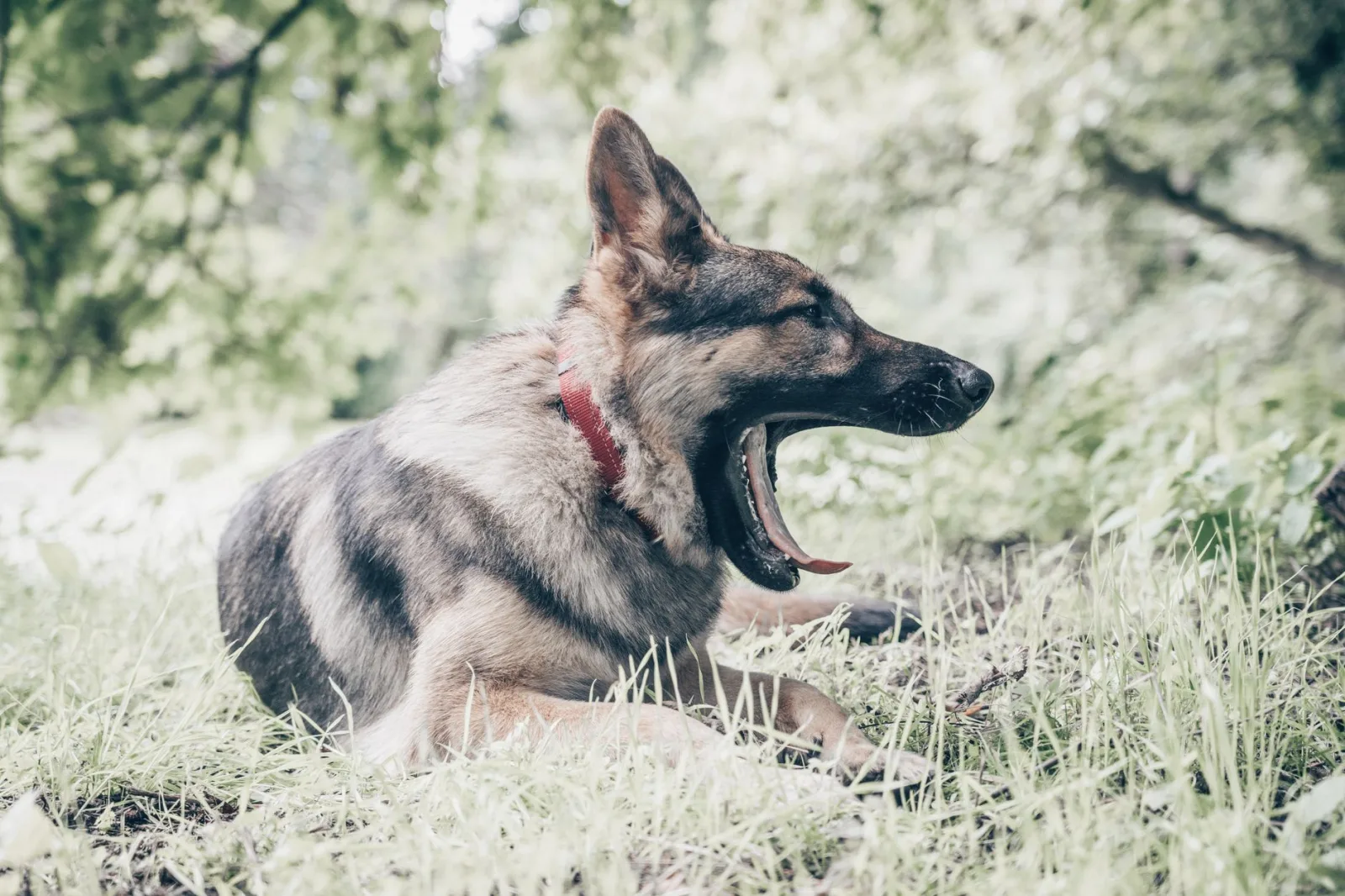 German Shepherd 6
