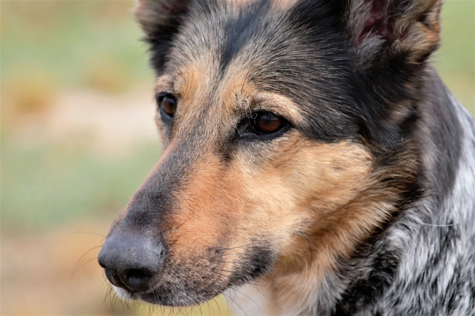 German Shepherd 7
