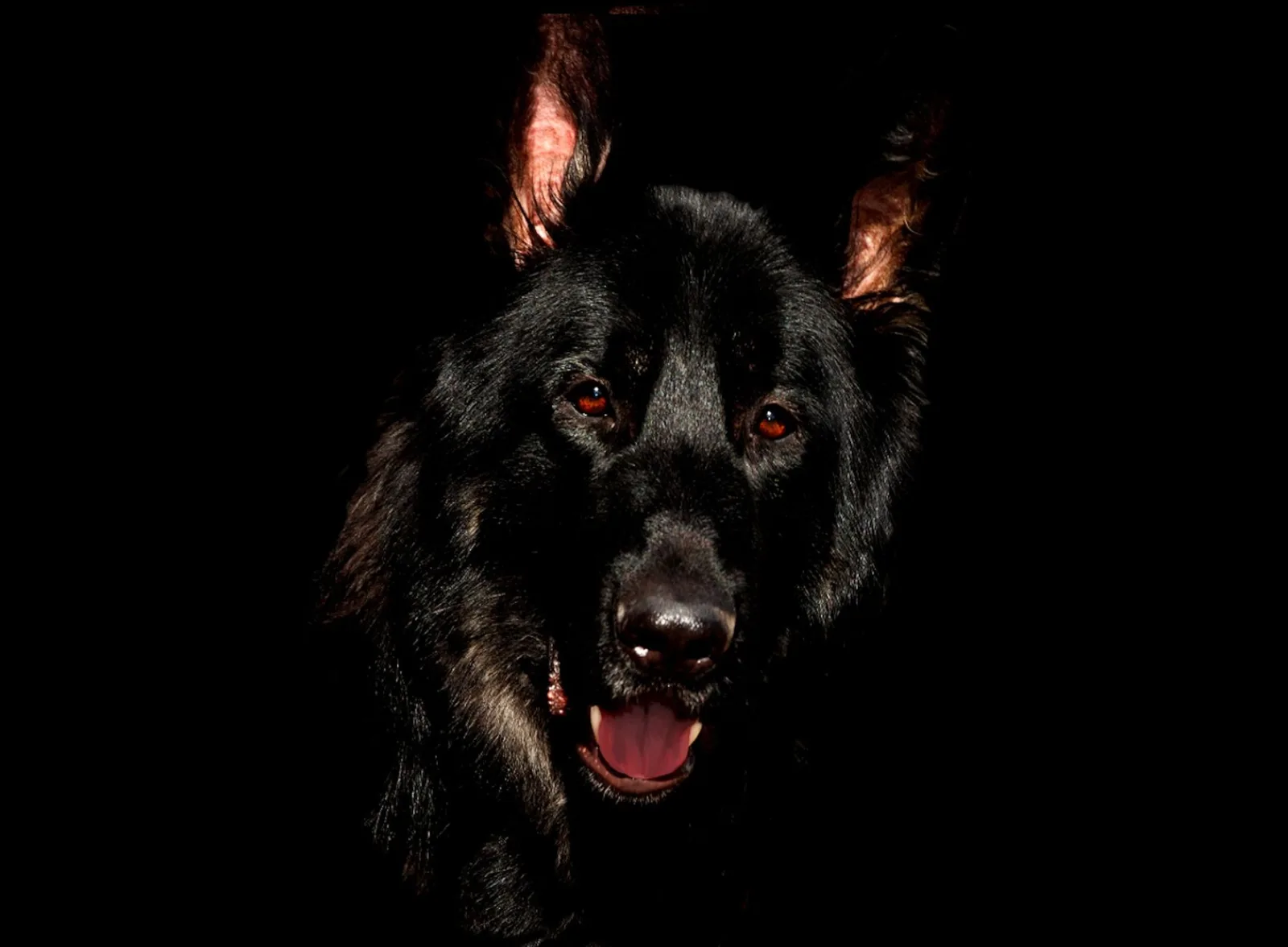German Shepherd 8