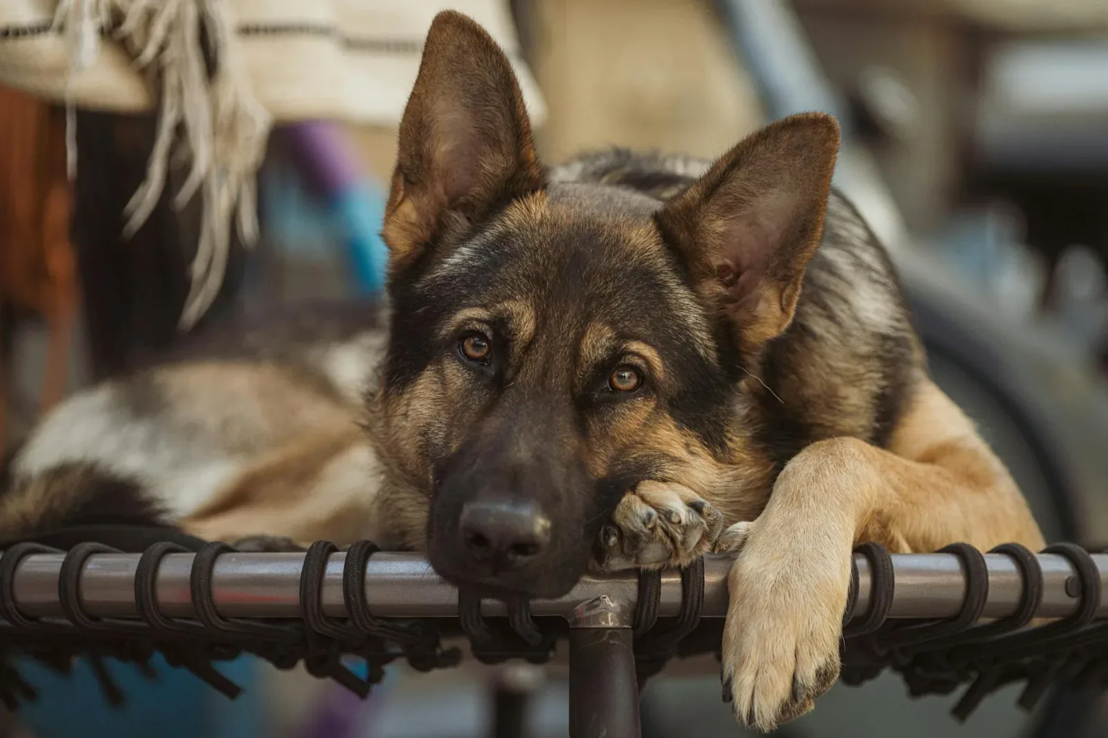 German Shepherd 9
