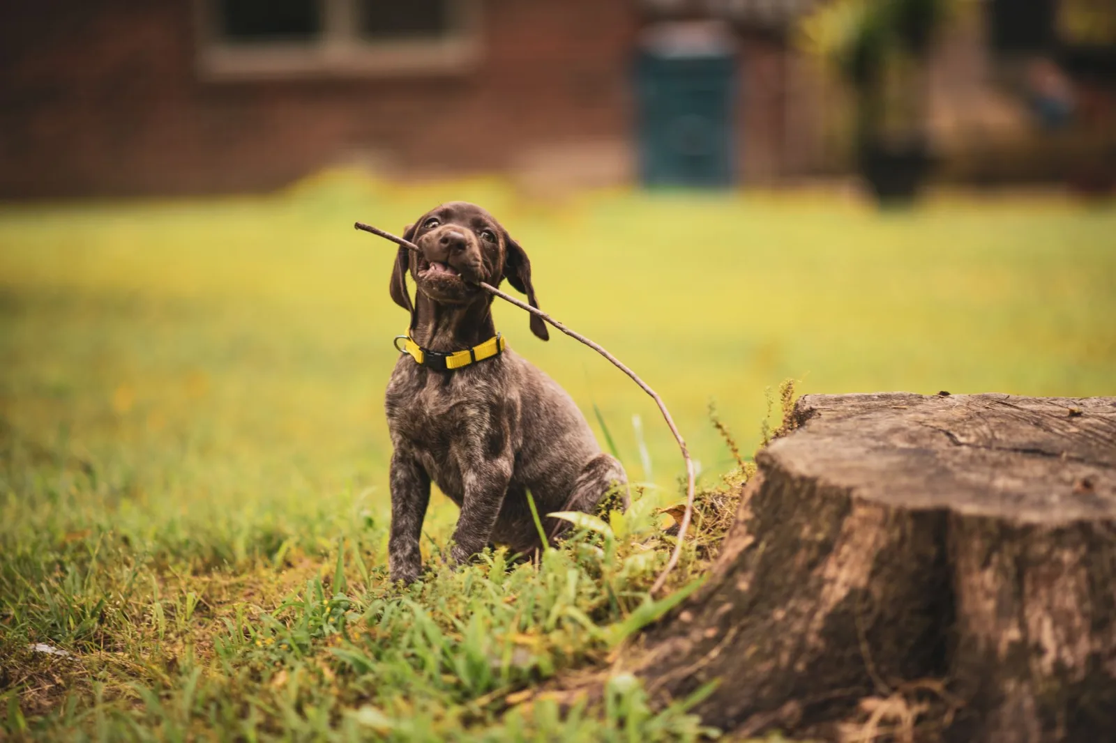 German Shorthaired Pointer 1