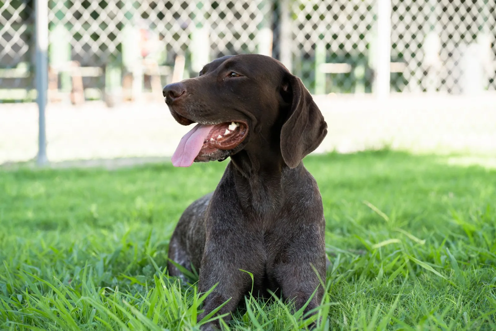 German Shorthaired Pointer 10