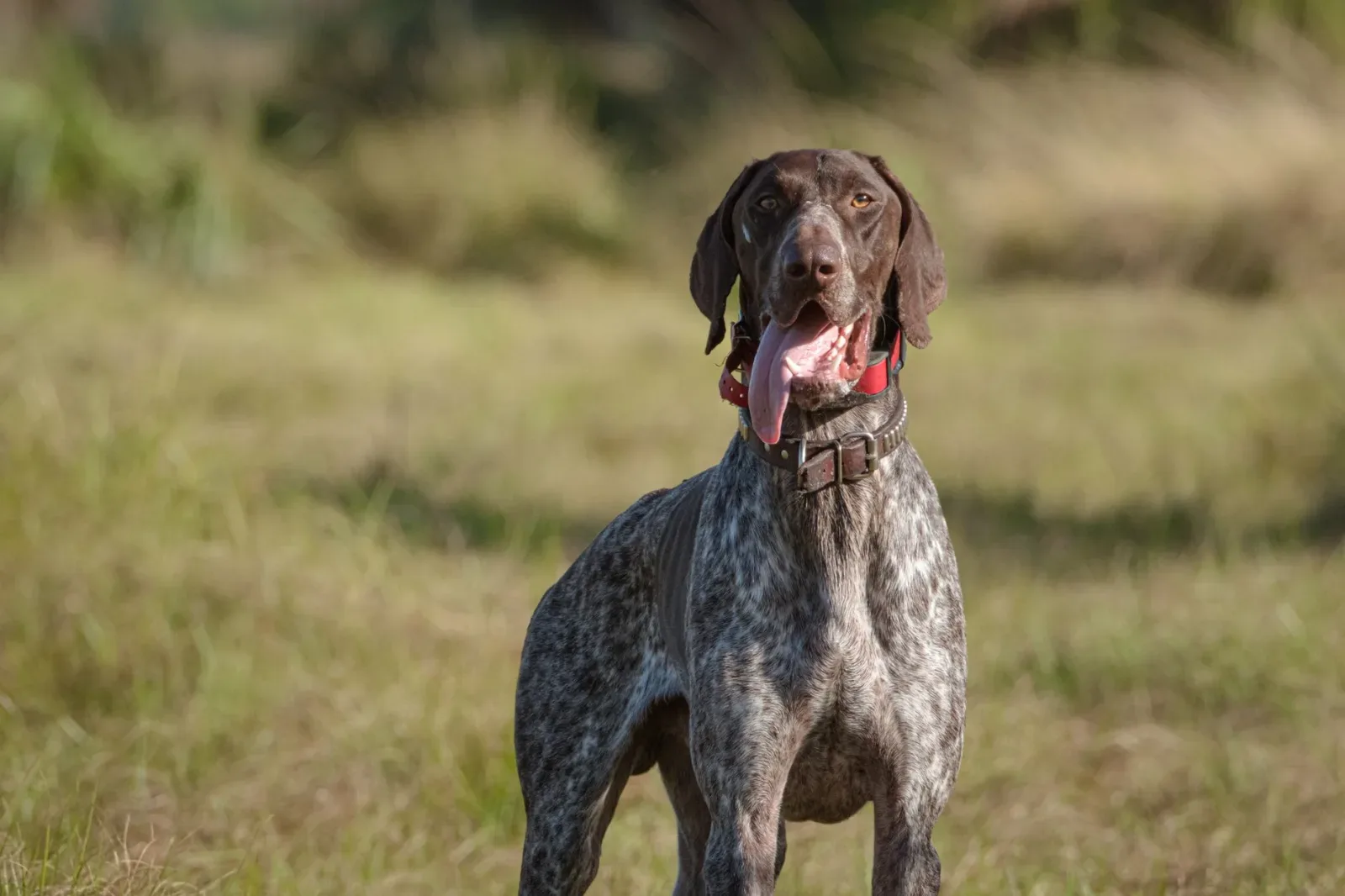 German Shorthaired Pointer 2